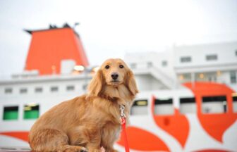 フェリーの旅：愛犬と九州旅行