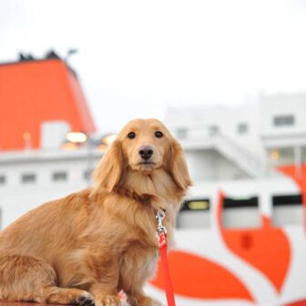 フェリーの旅：愛犬と九州旅行