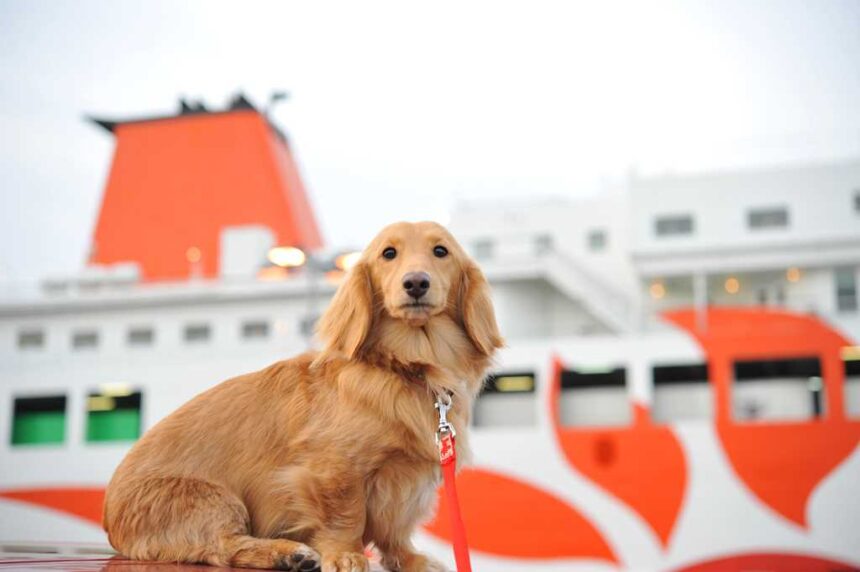 フェリーの旅：愛犬と九州旅行
