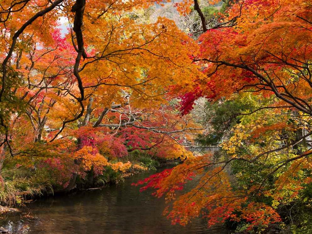 湯布院の紅葉風景