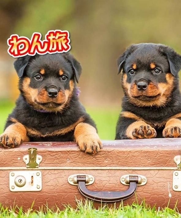 わん旅 ペット旅行はお任せください 新幹線 飛行機 フェリー バスの旅をご案内しています わん旅 ペット旅行はお任せください 新幹線 飛行機 フェリー バスの旅をご案内しています